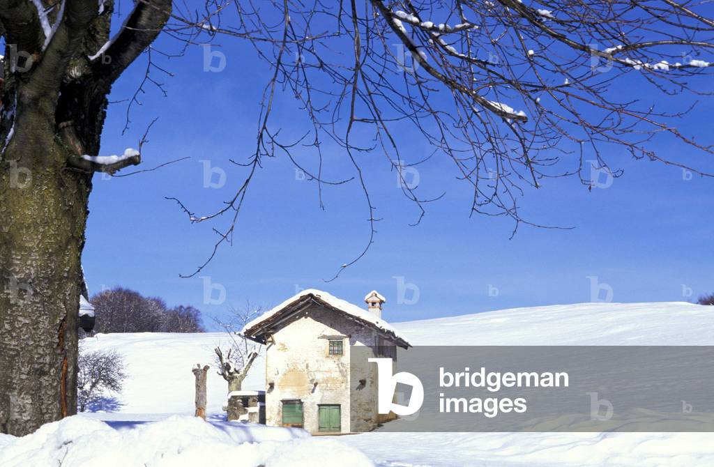 Little house and cherry, Valsassina, Lombardy, Italy