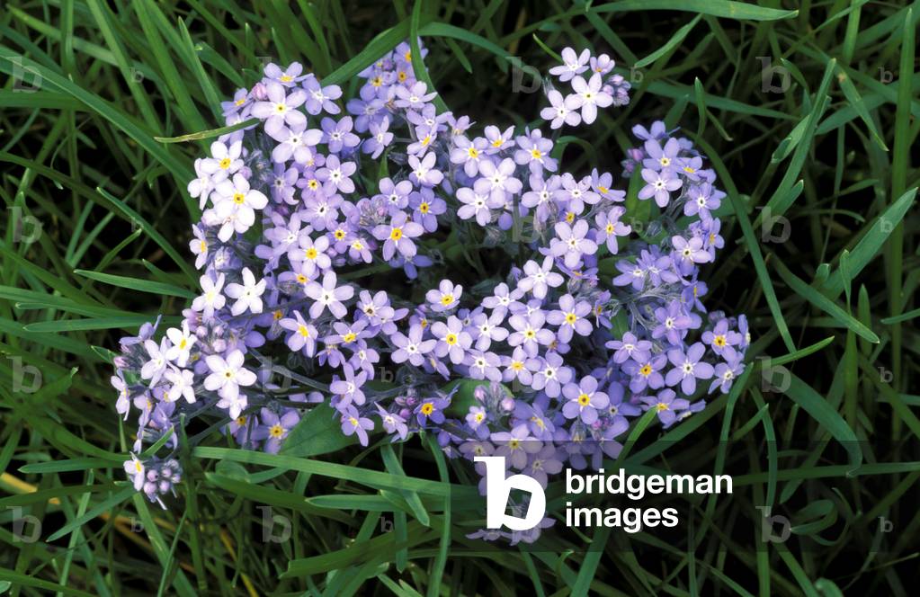Myosotis Scorpioides, Italy