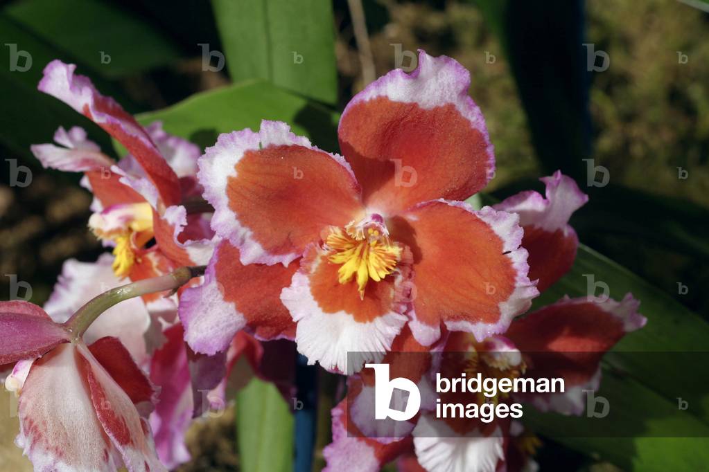 Odontioda Ingmar Lyoth “” Strawberry”