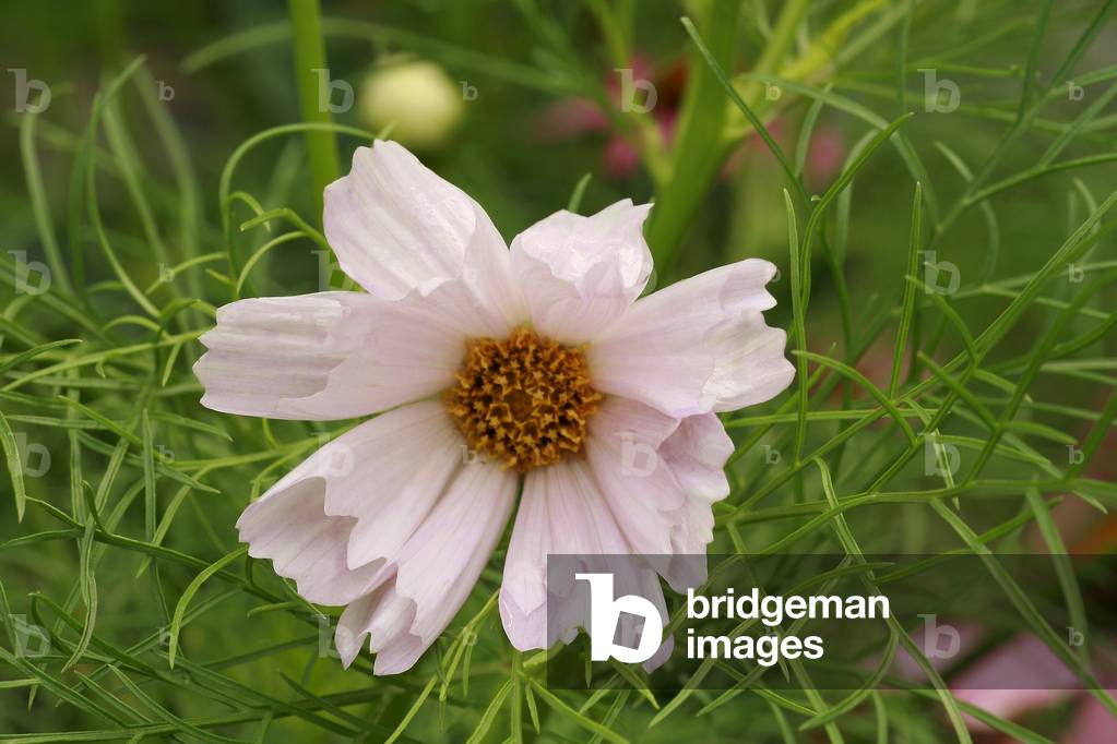 Cosmos bipinnatus “Sea Shells””