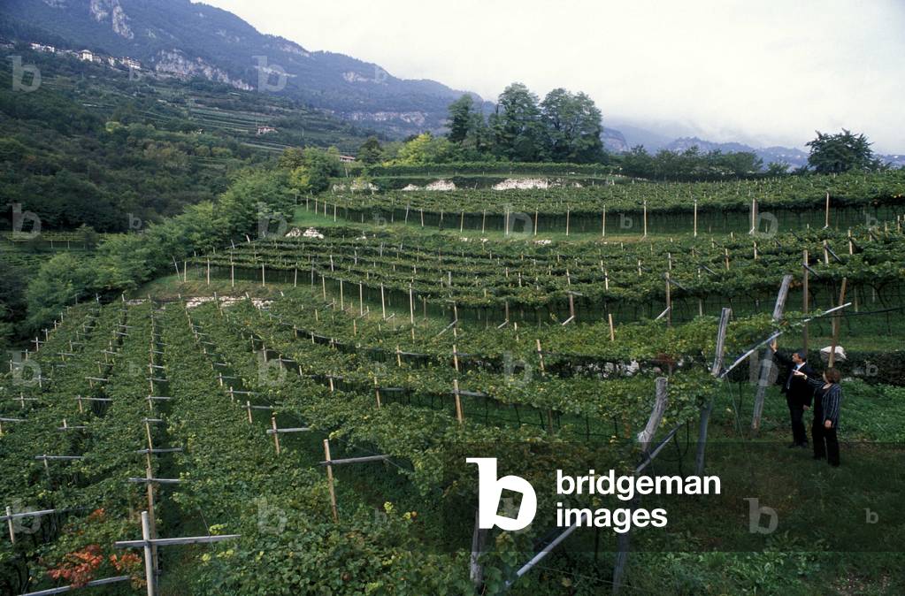 Vallagarina vineyard, Rovereto, Trentino, Italy