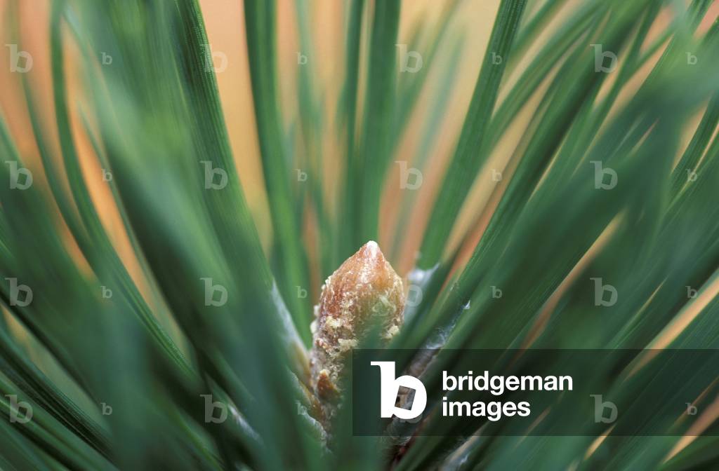 Pinus mugo