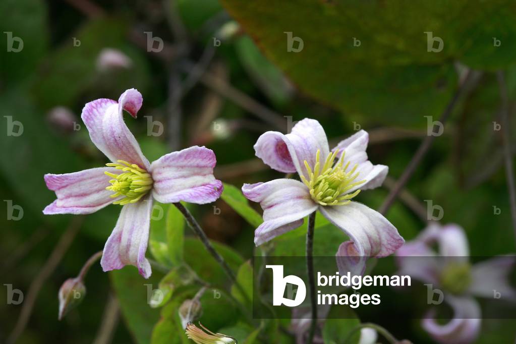 Clematis texensis Pagoda