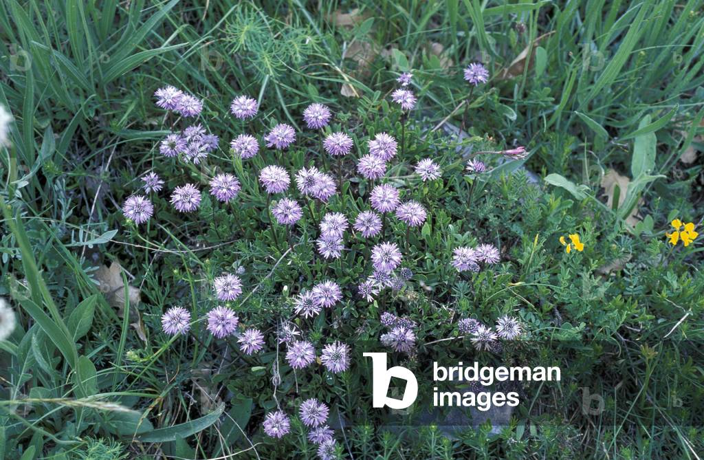 Globularia Cordifolia, Alpi-Appennini, Italy