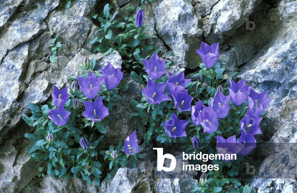 Campanula Raineri, Alpi mountains, Italy
