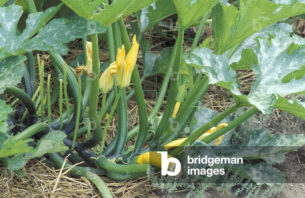 Cucurbita pepo “” Gold Rush”