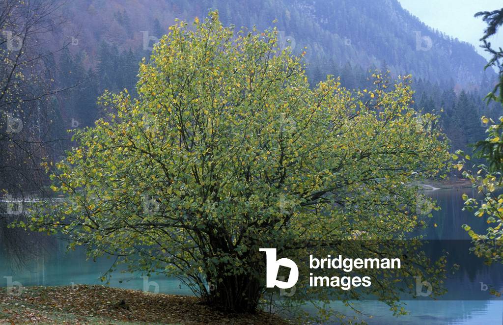 Corylus Avellana, Hazelnut-tree, North Italy, Italy