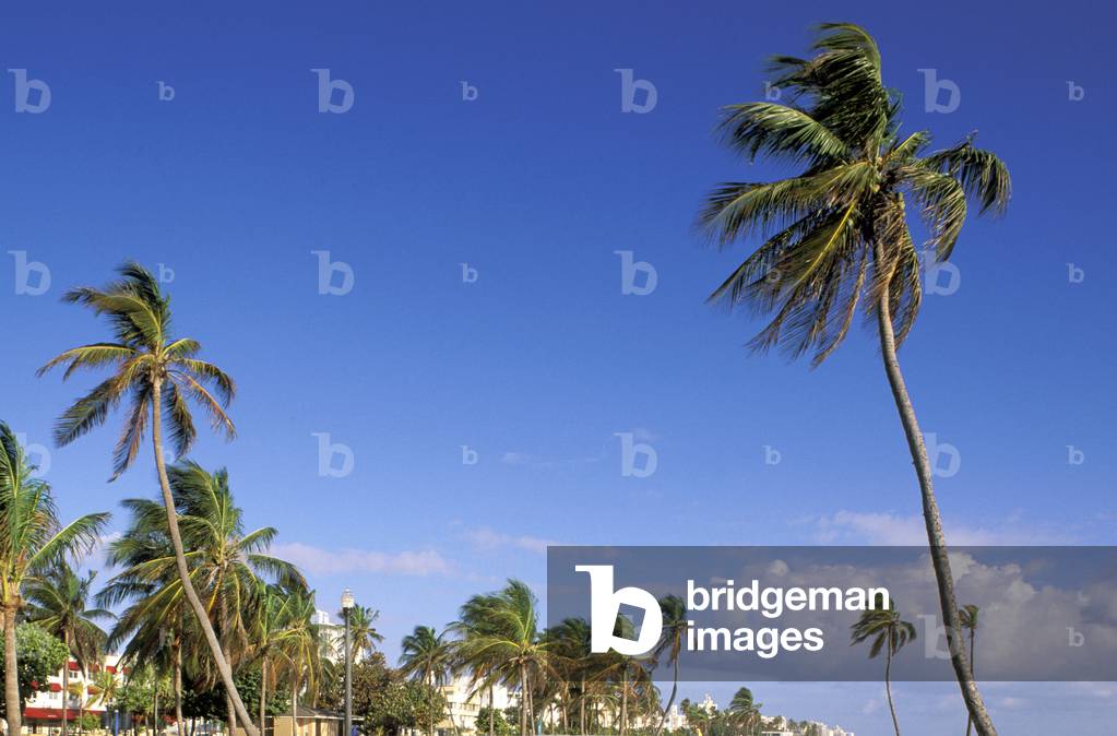 palm trees, miami beach, usa