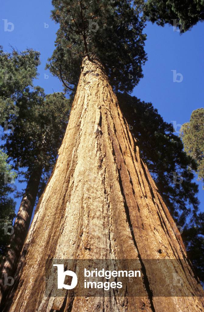 Mariposa Grove forest, California, United States of America, North America