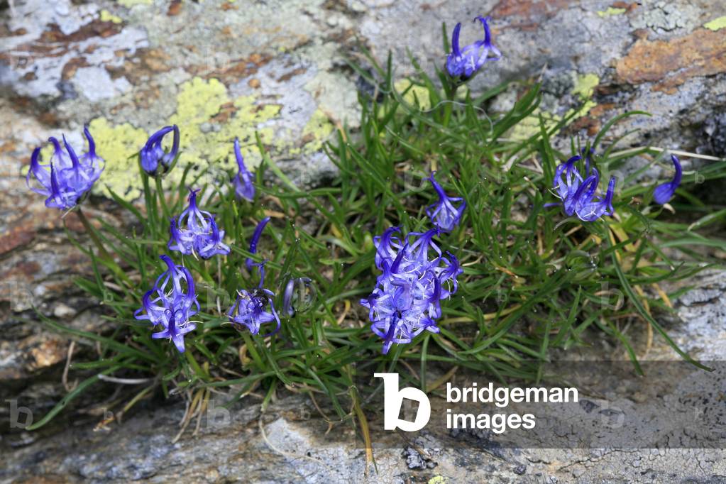 Phyteuma hedraianthifolium