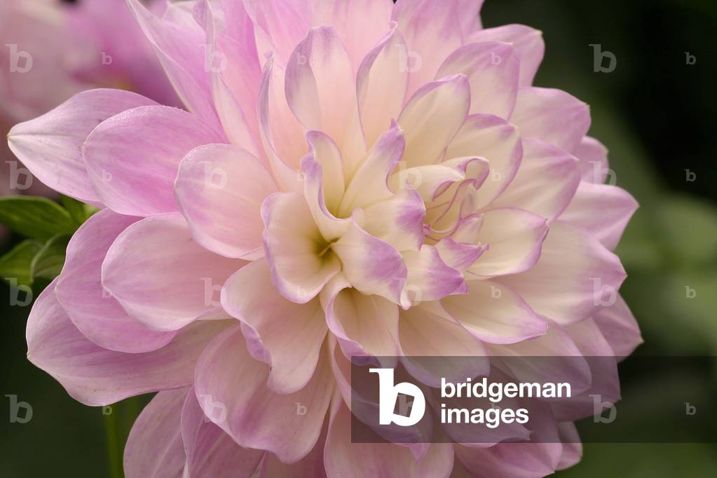 Dahlia “” Caroline Moon”