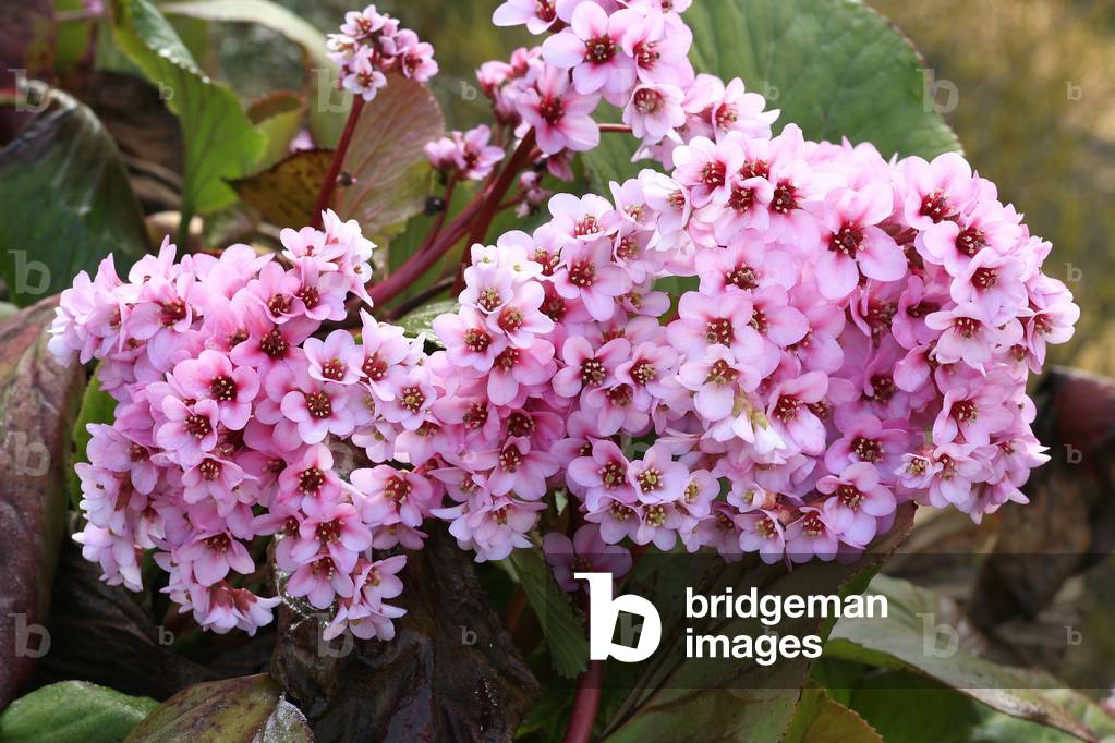 Bergenia crassifolia