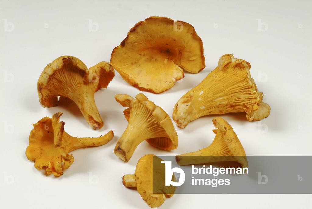 Funghi finferli o finferli, Italia