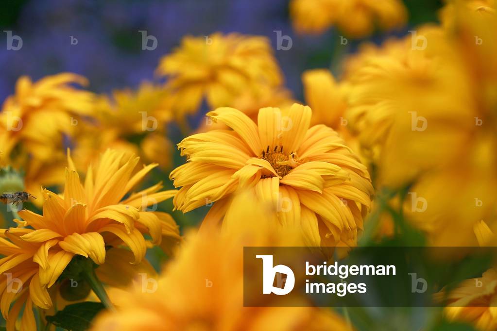 Heliopsis helianthoides Hotspiegel