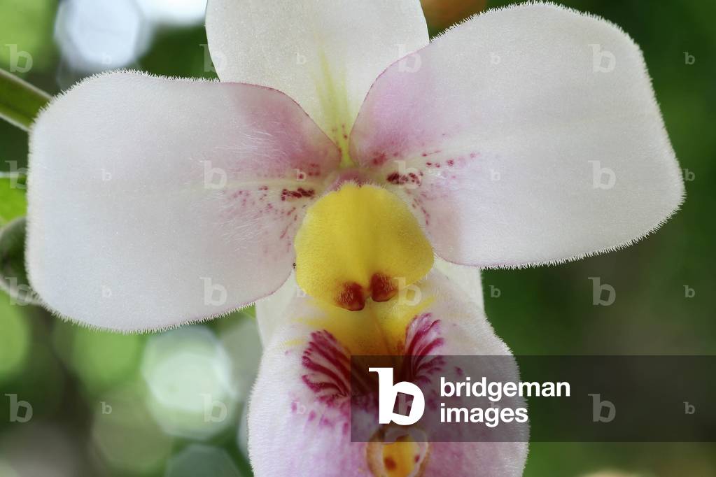 Paphiopedilum schlimia