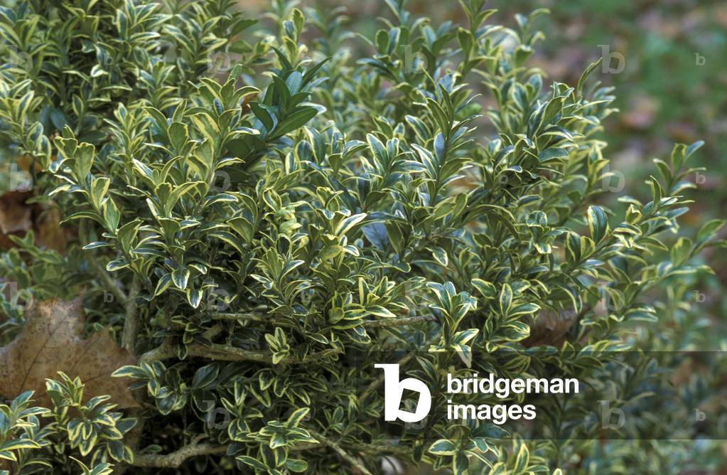 Buxus Semper Virens, Italy