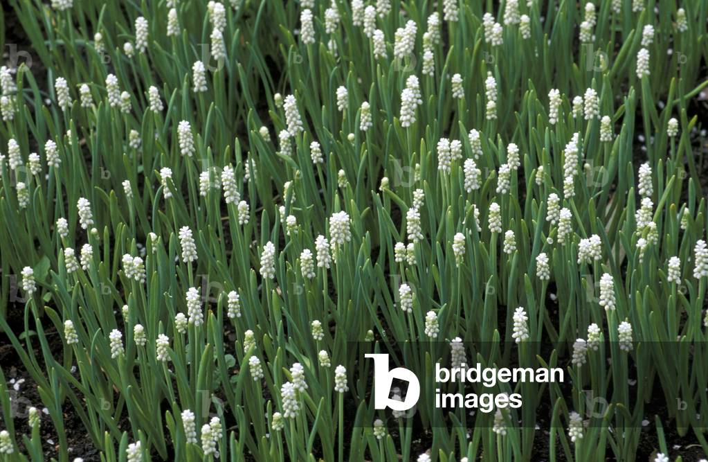 Muscari Botryoides, Italy