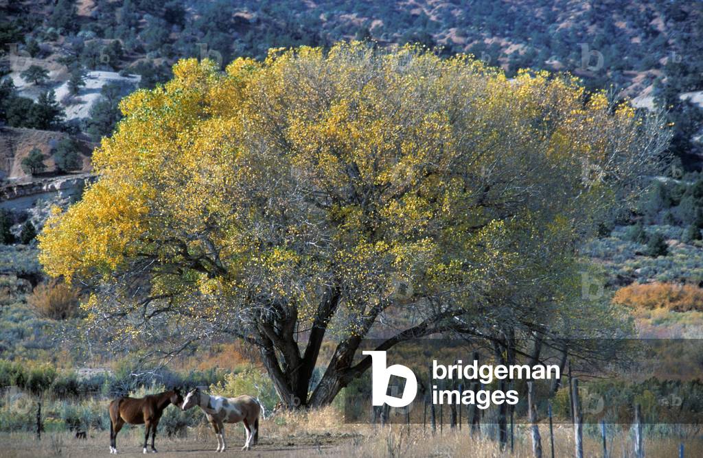 Bryce Canyon national park, Utah, United States of America, North America