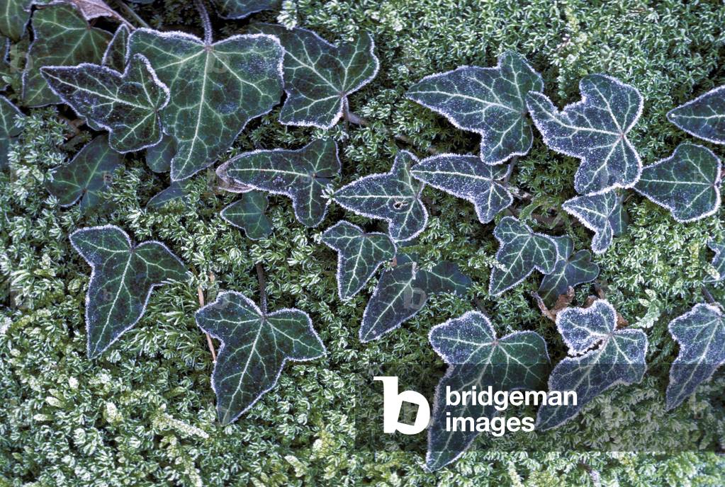 Image of Frost auf Efeu, Italien