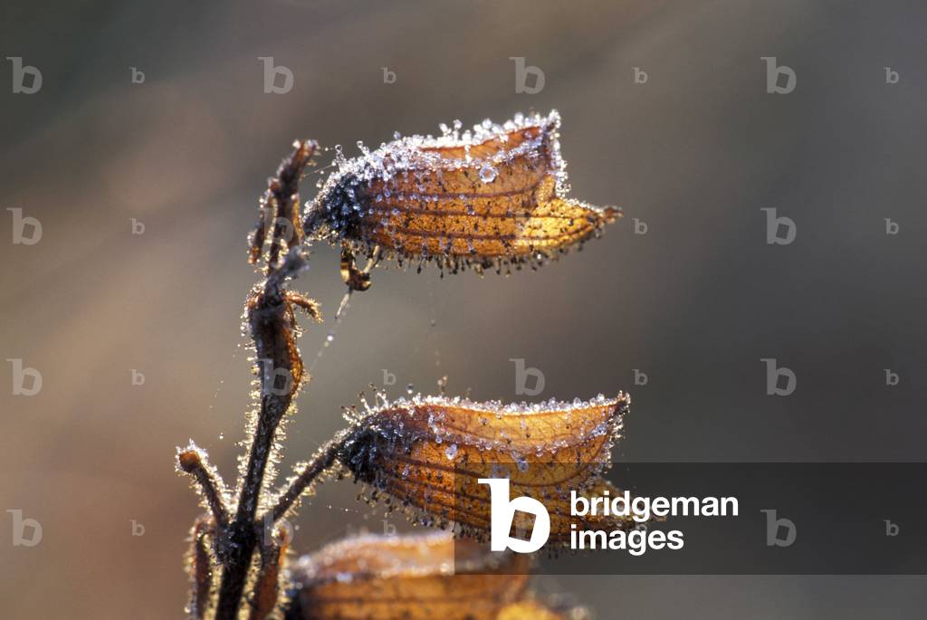 Frost on calix of sage, Italy