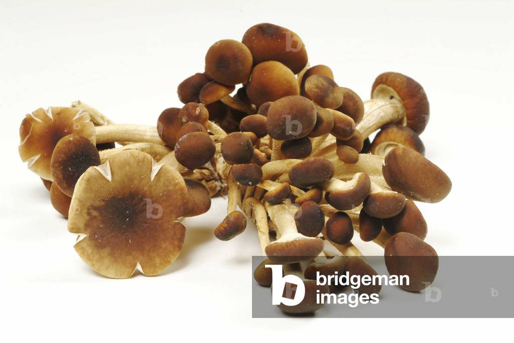 Funghi Chodini, Italia