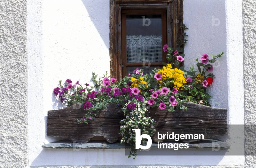 Pot with petunias, verbena bacopa and calceolaria