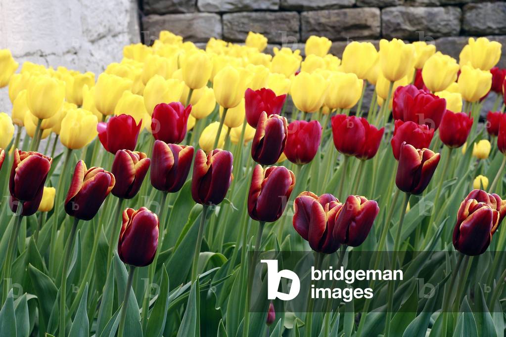 Triumph tulips “” Abu Hassan””