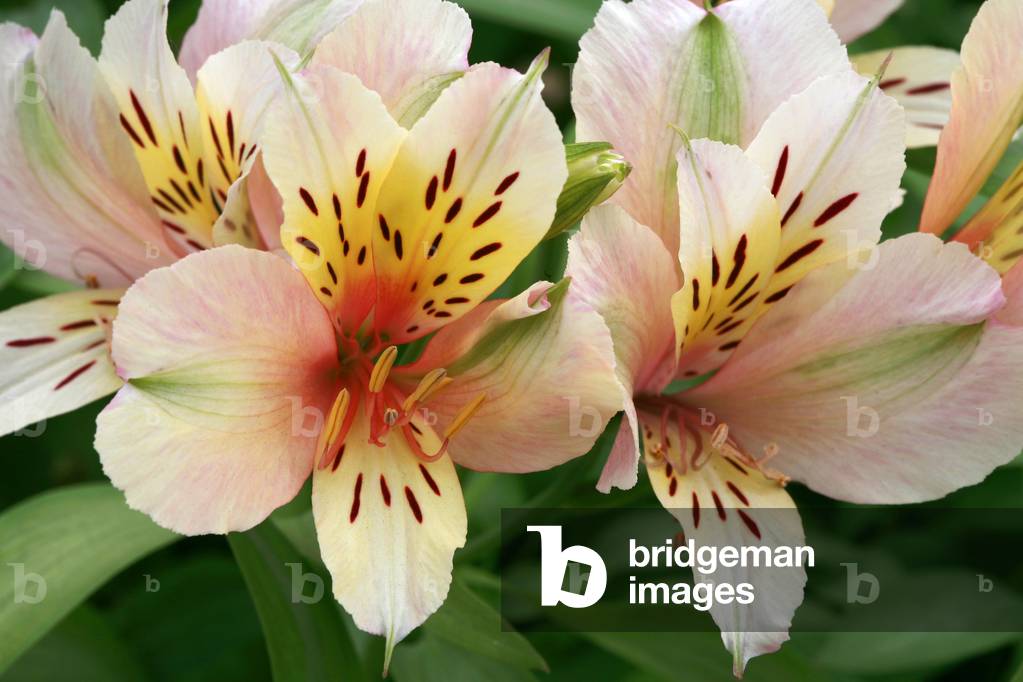 Alstroemeria “” Inca””