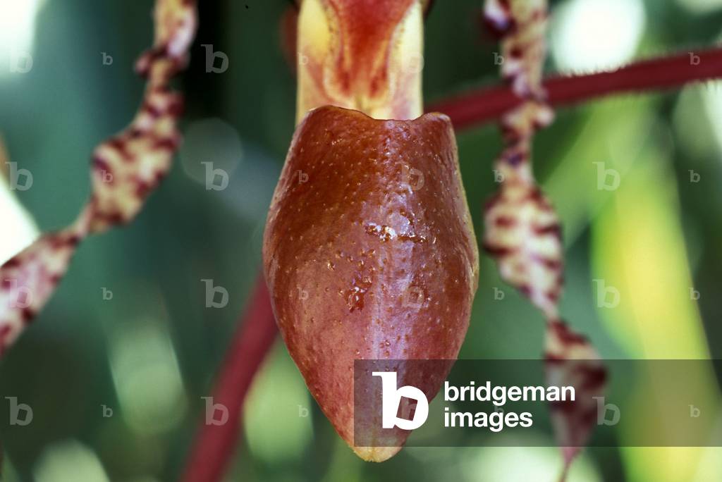 Paphiopedilum Sanderianum