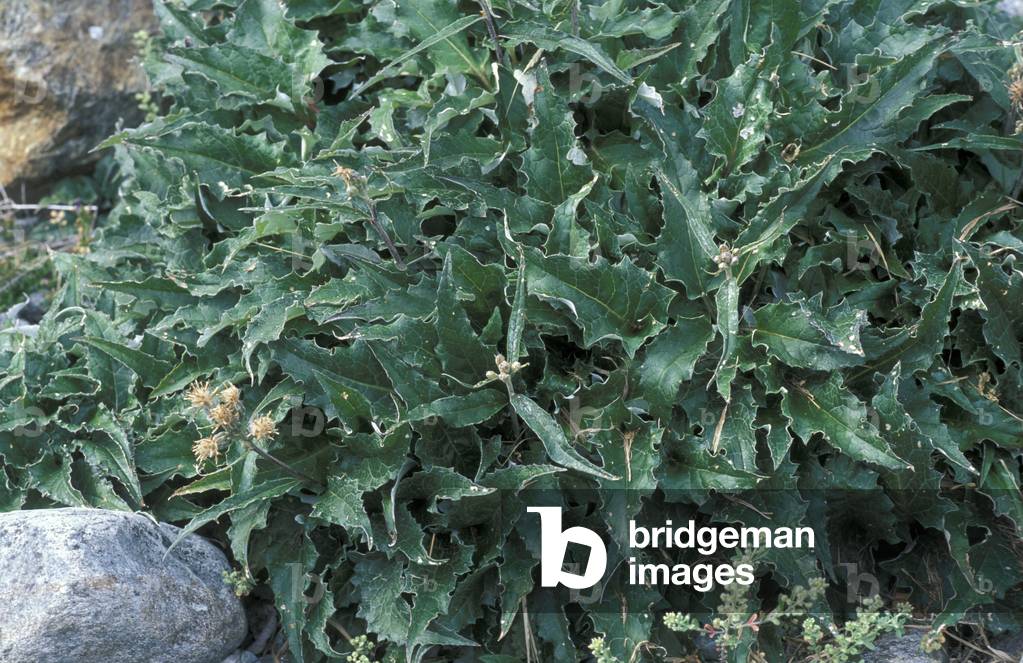 Saussurea Discolor, Alpi, Italy