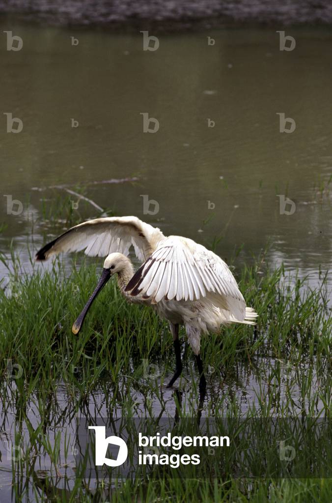Spoonbill, Italy