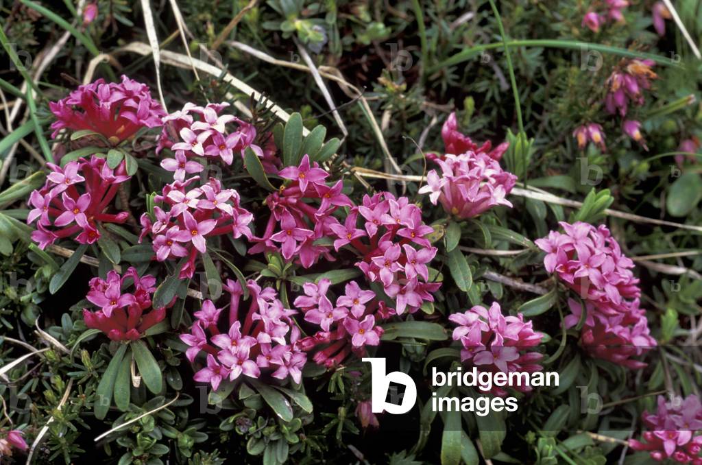Striped daphne, Italy