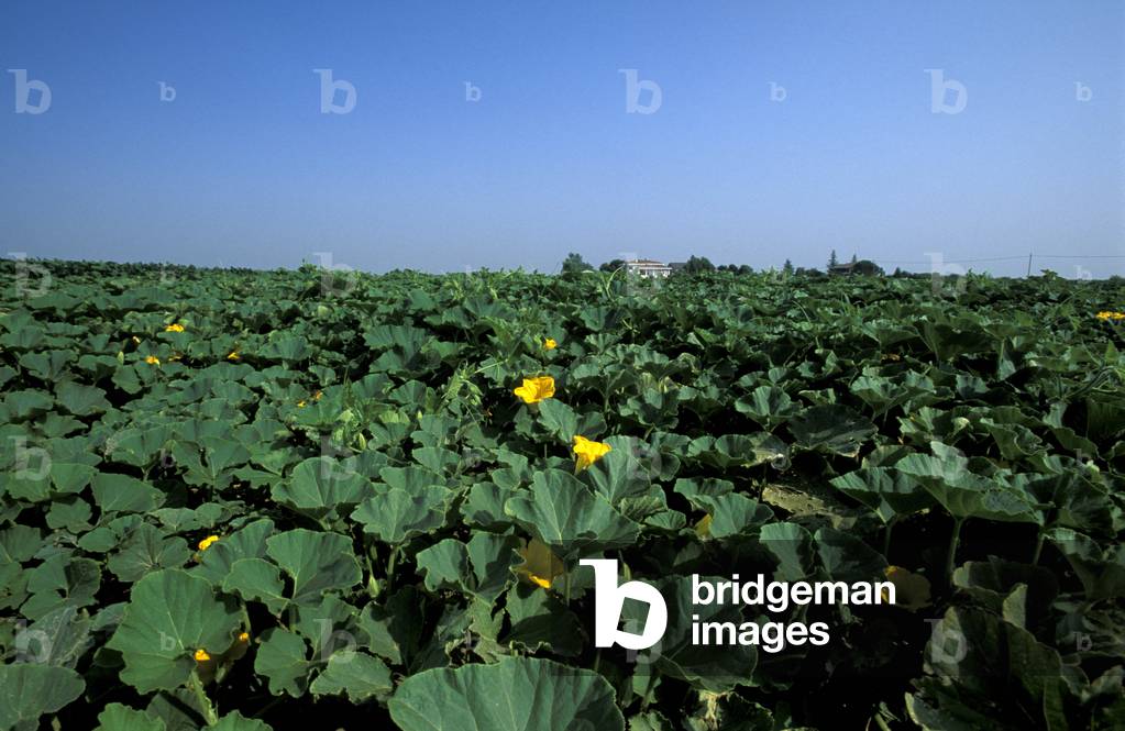 Zucchini field, Costa di Rovigo, Veneto, Italy