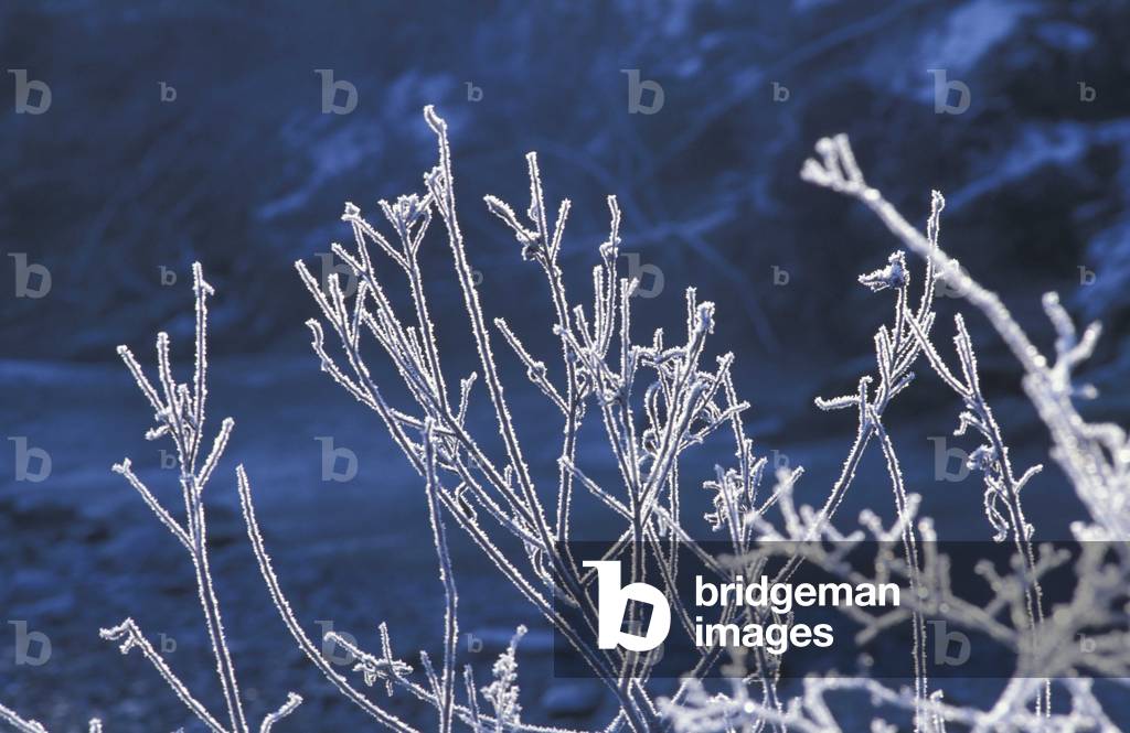 Alder with frost, Italy