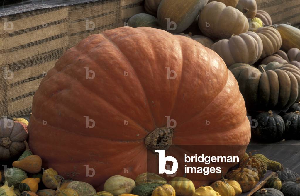 Pumpkins, Italy