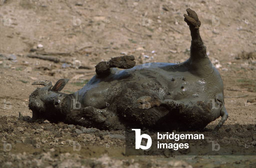 Bufala rolling on the mud, Italy