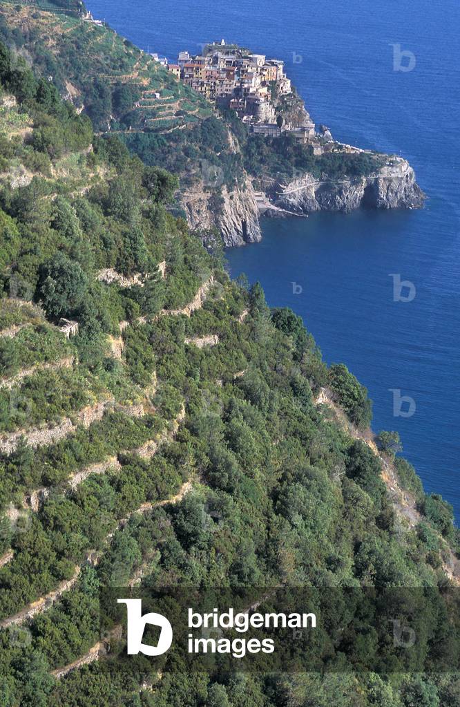 Sciacchetrà vineyards, Cinque Terre, Ligury, Italy