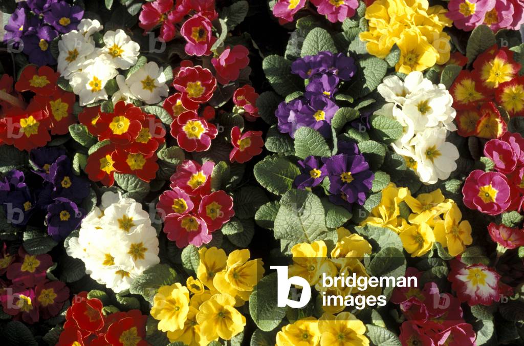 Primula bunches, Italy