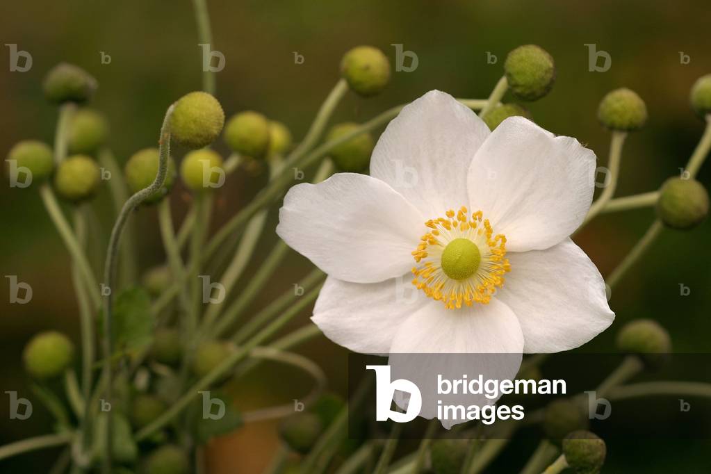 Anemone x hybrida “” Honorine Jobert”””, english anemone