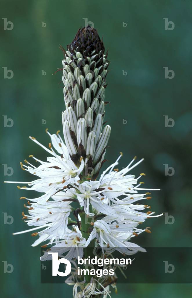 Asphodelus Albus, Italy