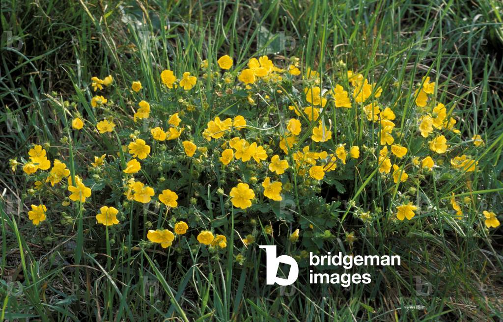 Potentilla Crantzii, Alpi and Appennini mountains, Italy