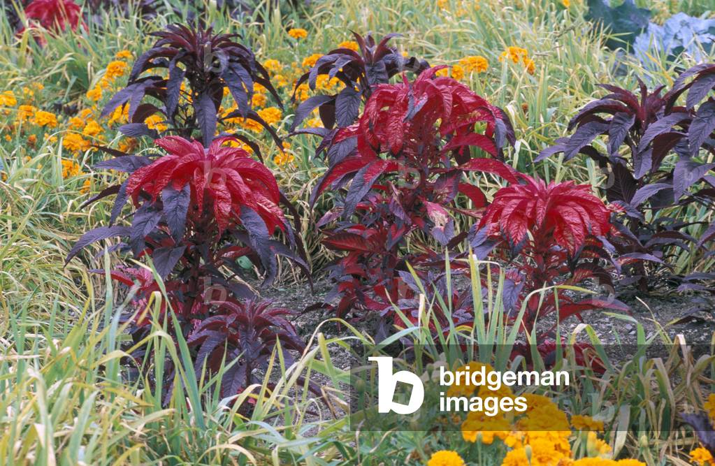 Amaranthus tricolor “” Illumination”