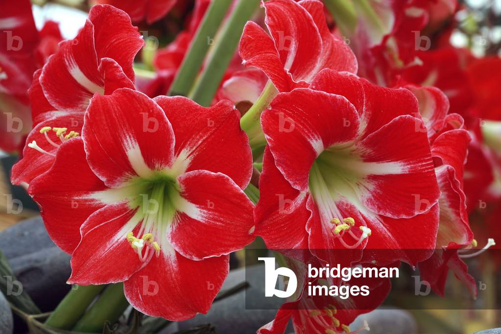 Hippeastrum Forza