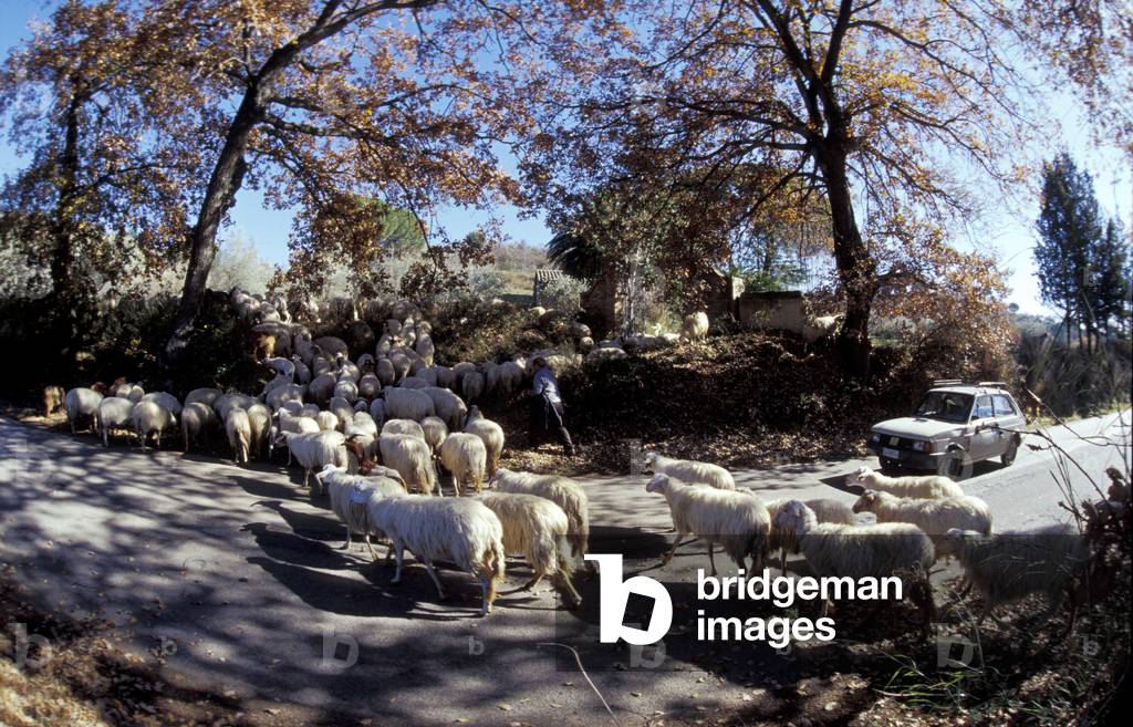 Sheeps on the street, Caltanissetta, Sicily, Italy