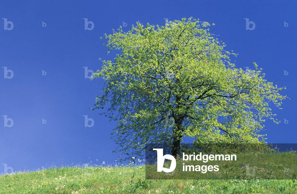 Image of Photography depicting Cherry tree