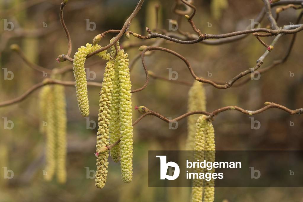 Corylus avellana “” Contorta””