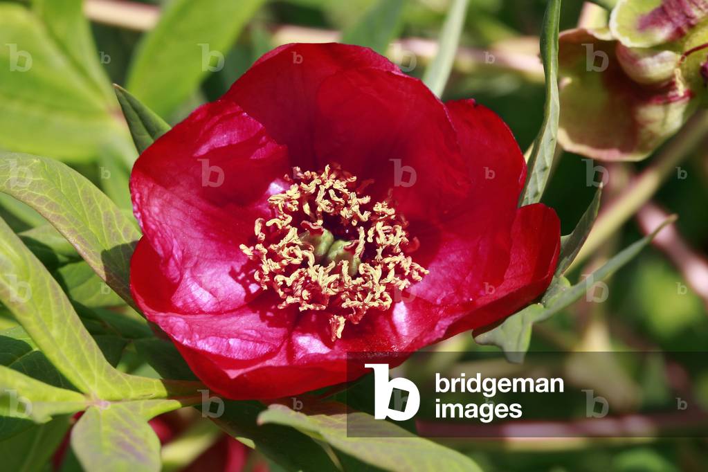 Paeonia delavayi