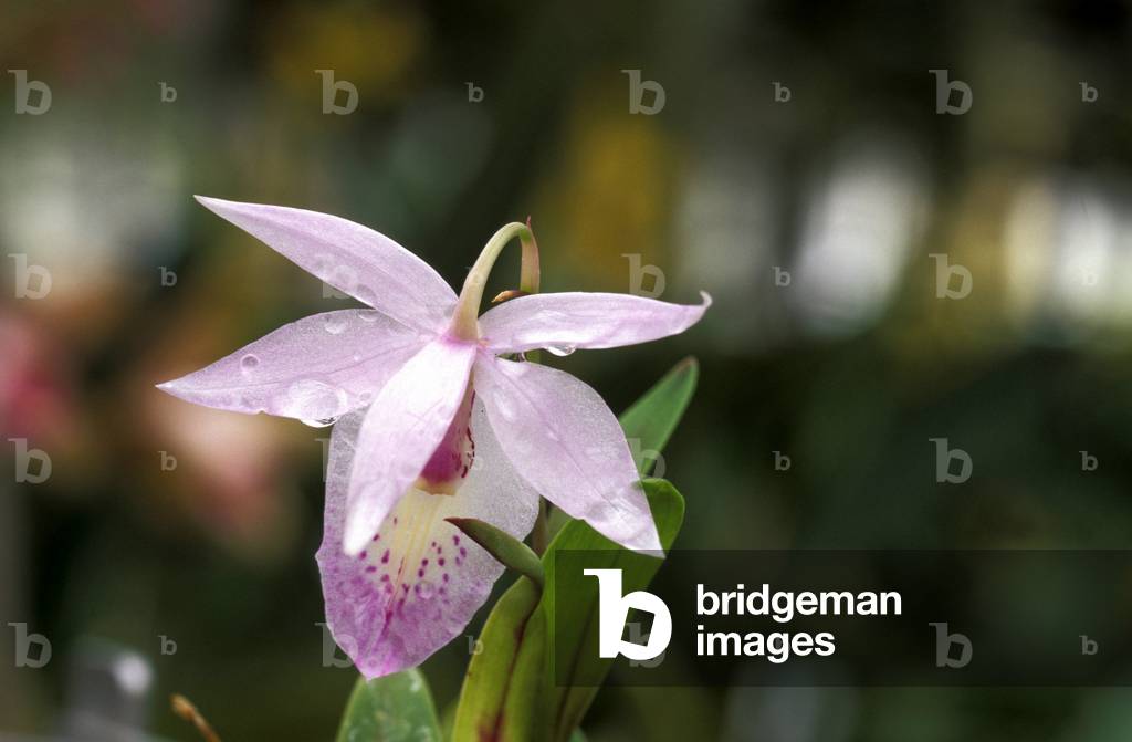 Barkeria Spectabilis