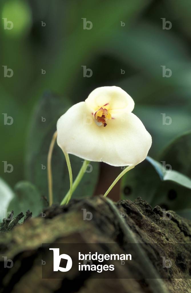 Masdevallia Andreettana