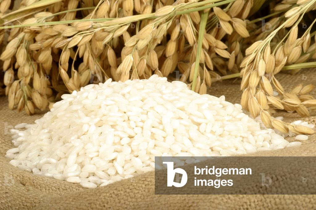 Oryza sativa, Italy